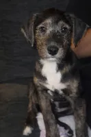 Nicholas , a male Collie for sale in Waterford, MI – Photo 3 of 7