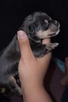 Nicholas , a male Collie for sale in Waterford, MI – Photo 6 of 7