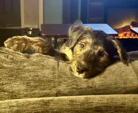 Nicholas , a male Collie for sale in Waterford, MI – Photo 1 of 7