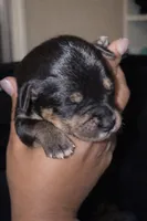 Nicholas , a male Collie for sale in Waterford, MI – Photo 7 of 7