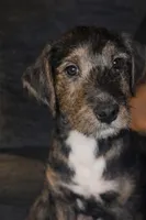 Nicholas , a male Collie for sale in Waterford, MI – Photo 2 of 7