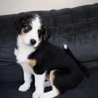 Charles, a male Collie for sale in Waterford, MI – Photo 1 of 4