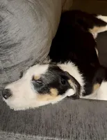 Charles, a male Collie for sale in Waterford, MI – Photo 2 of 4