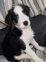 Charles, a male Collie for sale in Waterford, MI – Photo 3 of 4