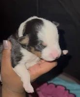 Charles, a male Collie for sale in Waterford, MI – Photo 4 of 4