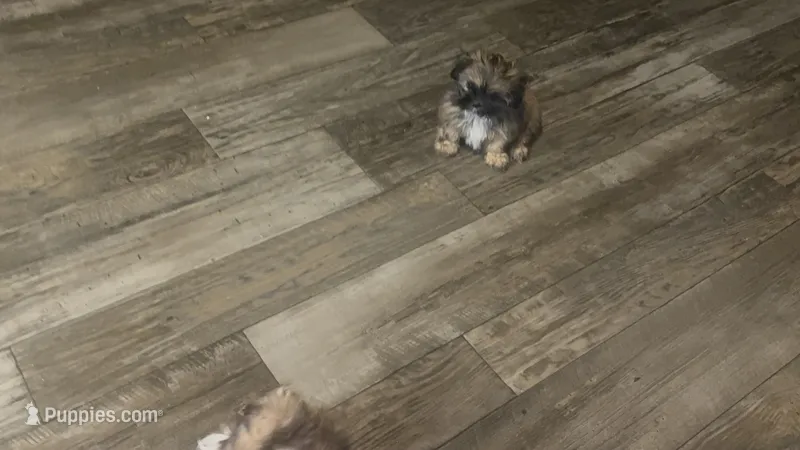 Passion  – Shih Tzu puppy for sale in Fort Lauderdale, FL