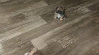 Passion , a female Shih Tzu for sale in Fort Lauderdale, FL – 1 of 8