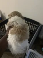 Freedom, a female Lhasa Apso and Shih Tzu for sale in Fort Lauderdale, FL – 3 of 10