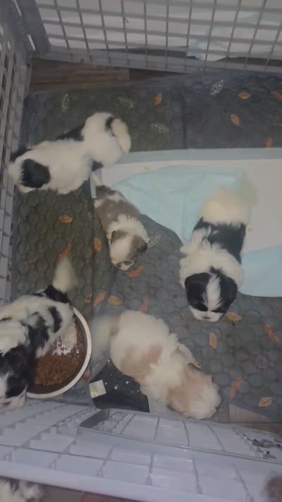 Freedom, a female Lhasa Apso and Shih Tzu for sale in Fort Lauderdale, FL – 10 of 10