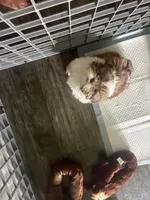 Prosper, a male Shih Tzu for sale in Fort Lauderdale, FL – 3 of 7