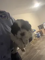 Freedom, a female Lhasa Apso and Shih Tzu for sale in Fort Lauderdale, FL – 6 of 10