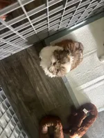 Prosper, a male Shih Tzu for sale in Fort Lauderdale, FL – 4 of 7