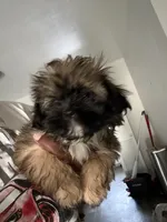 Passion , a female Shih Tzu for sale in Fort Lauderdale, FL – 2 of 8
