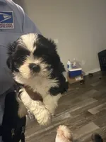 Freedom, a female Lhasa Apso and Shih Tzu for sale in Fort Lauderdale, FL – 5 of 10