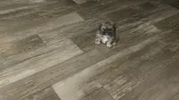 Passion , a female Shih Tzu for sale in Fort Lauderdale, FL – 4 of 8