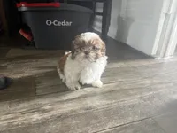 Prosper, a male Shih Tzu for sale in Fort Lauderdale, FL – 6 of 7