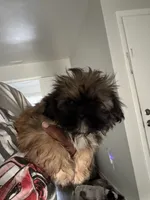 Passion , a female Shih Tzu for sale in Fort Lauderdale, FL – 7 of 8