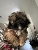 Passion , a female Shih Tzu for sale in Fort Lauderdale, FL – 6 of 8