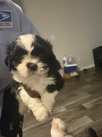 Freedom, a female Lhasa Apso and Shih Tzu for sale in Fort Lauderdale, FL – 7 of 10