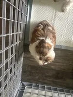 Prosper, a male Shih Tzu for sale in Fort Lauderdale, FL – 7 of 7
