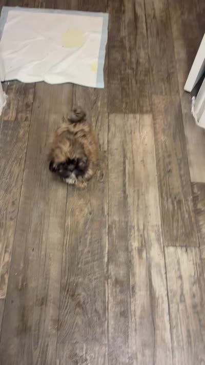 Passion , a female Shih Tzu for sale in Fort Lauderdale, FL – 8 of 8