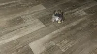 Passion , a female Shih Tzu for sale in Fort Lauderdale, FL – 3 of 8