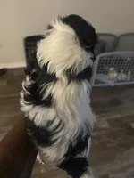 Freedom, a female Lhasa Apso and Shih Tzu for sale in Fort Lauderdale, FL – 8 of 10