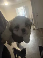 Freedom, a female Lhasa Apso and Shih Tzu for sale in Fort Lauderdale, FL – 2 of 10