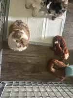 Prosper, a male Shih Tzu for sale in Fort Lauderdale, FL – 5 of 7