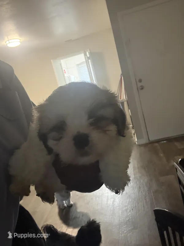 Freedom – Lhasa Apso, Shih Tzu puppy for sale in Fort Lauderdale, FL