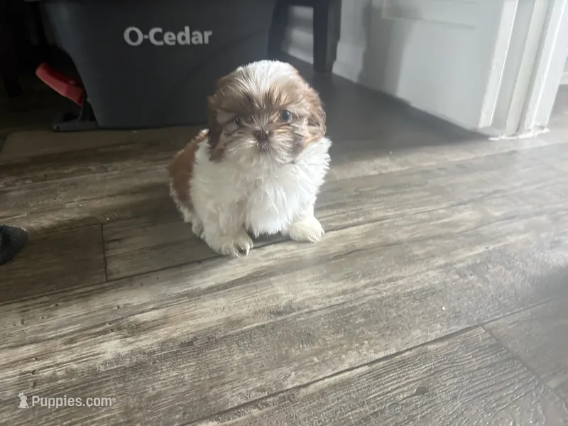 Prosper – Shih Tzu puppy for sale in Fort Lauderdale, FL