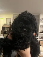 Percy, a male Poodle - Miniature  for sale in Palmyra, VA – 6 of 6