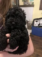 Sawyer, a male Poodle - Miniature  for sale in Palmyra, VA – 5 of 8