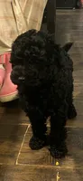 Sawyer, a male Poodle - Miniature  for sale in Palmyra, VA – 6 of 8