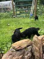 Shadow, a male Poodle - Miniature  for sale in Palmyra, VA – 4 of 6