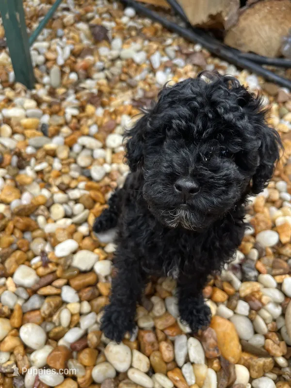 Shadow – Poodle - Miniature  puppy for sale in Palmyra, VA