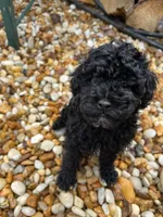 Shadow, a male Poodle - Miniature  for sale in Palmyra, VA – 1 of 6
