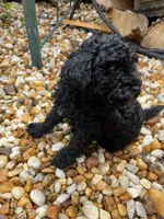 Shadow, a male Poodle - Miniature  for sale in Palmyra, VA – 3 of 6