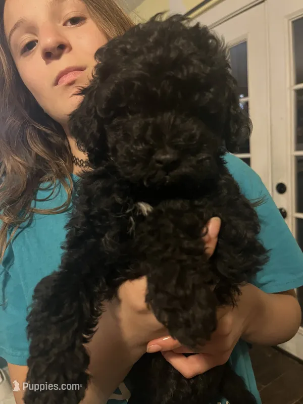 Shadow – Poodle - Miniature  puppy for sale in Palmyra, VA