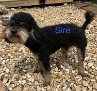 Percy, a male Poodle - Miniature  for sale in Palmyra, VA – 4 of 6