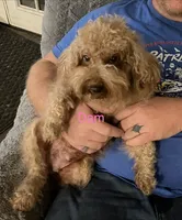 Shadow, a male Poodle - Miniature  for sale in Palmyra, VA – 6 of 6