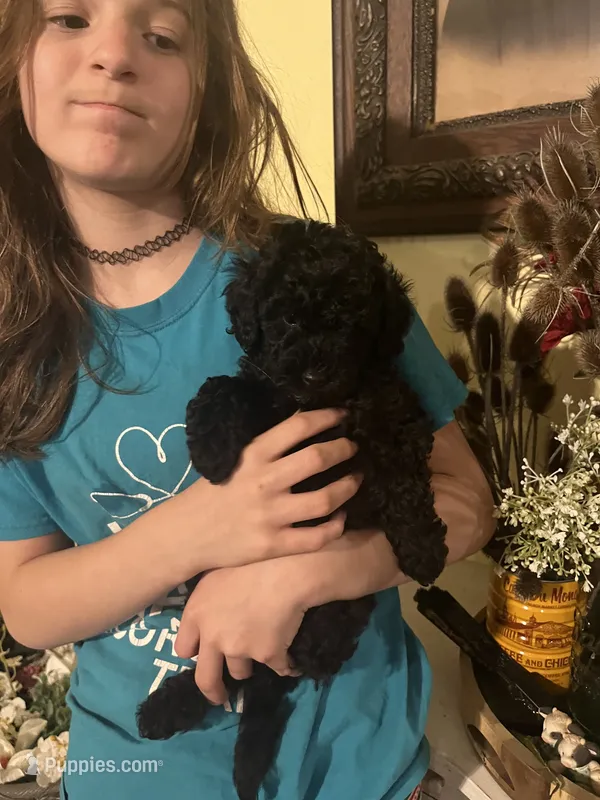 Sawyer – Poodle - Miniature  puppy for sale in Palmyra, VA