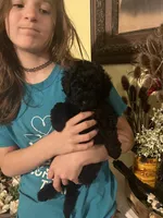 Sawyer, a male Poodle - Miniature  for sale in Palmyra, VA – 1 of 2