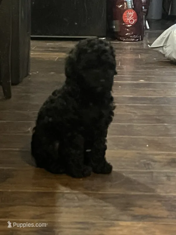 Sawyer – Poodle - Miniature  puppy for sale in Palmyra, VA