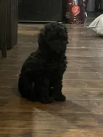 Sawyer, a male Poodle - Miniature  for sale in Palmyra, VA – 1 of 8