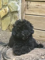 Sawyer, a male Poodle - Miniature  for sale in Palmyra, VA – 9 of 9