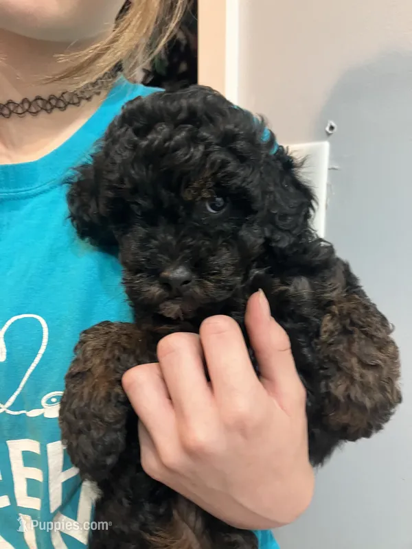 Baby – Poodle - Miniature  puppy for sale in Palmyra, VA