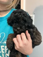 Baby, a female Poodle - Miniature  for sale in Palmyra, VA – 1 of 2