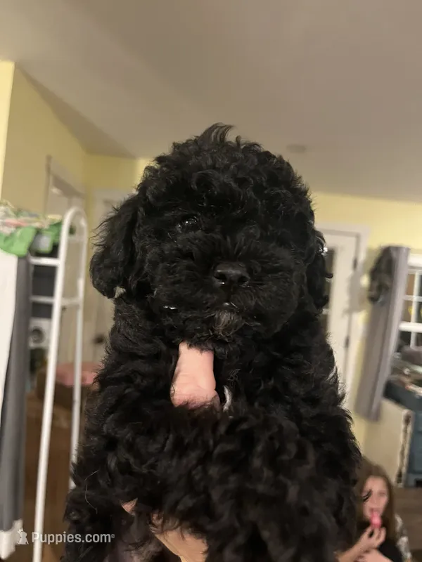 Percy – Poodle - Miniature  puppy for sale in Palmyra, VA