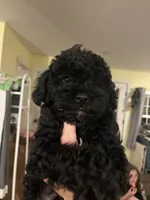 Percy, a male Poodle - Miniature  for sale in Palmyra, VA – 1 of 6